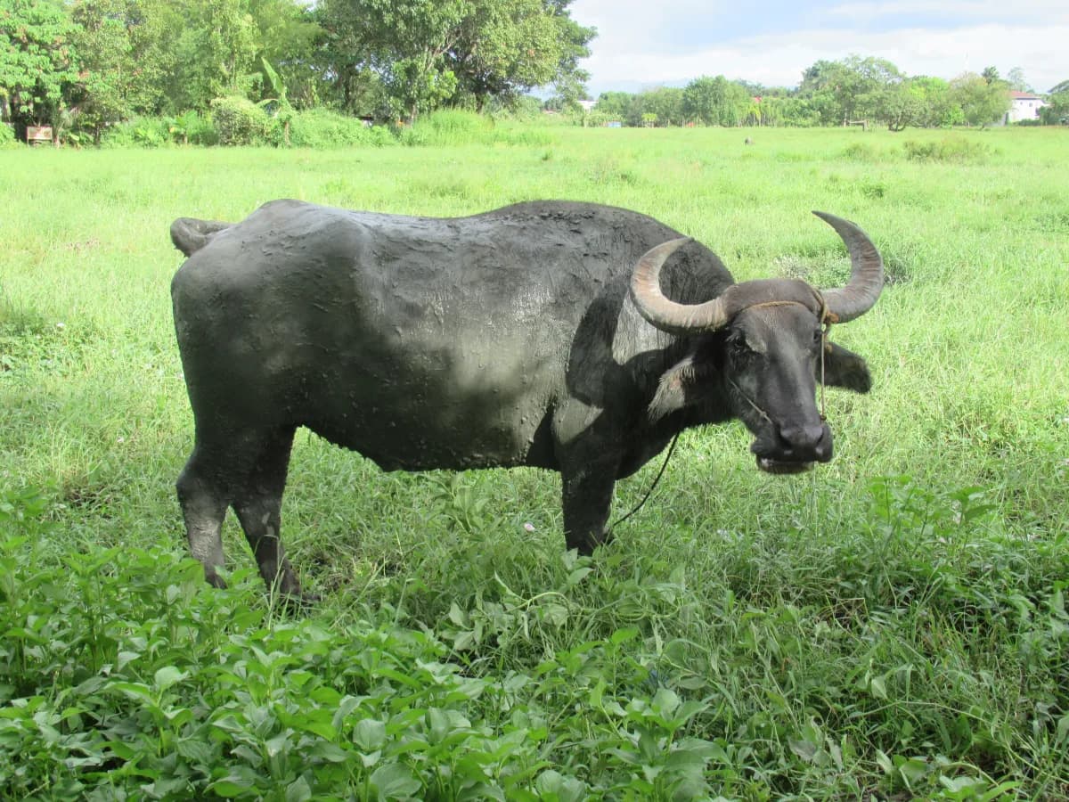 Jili Charge Buffalo bench at HATV — 96.5% RTP, free-game stampede mechanic Filipino players underuse